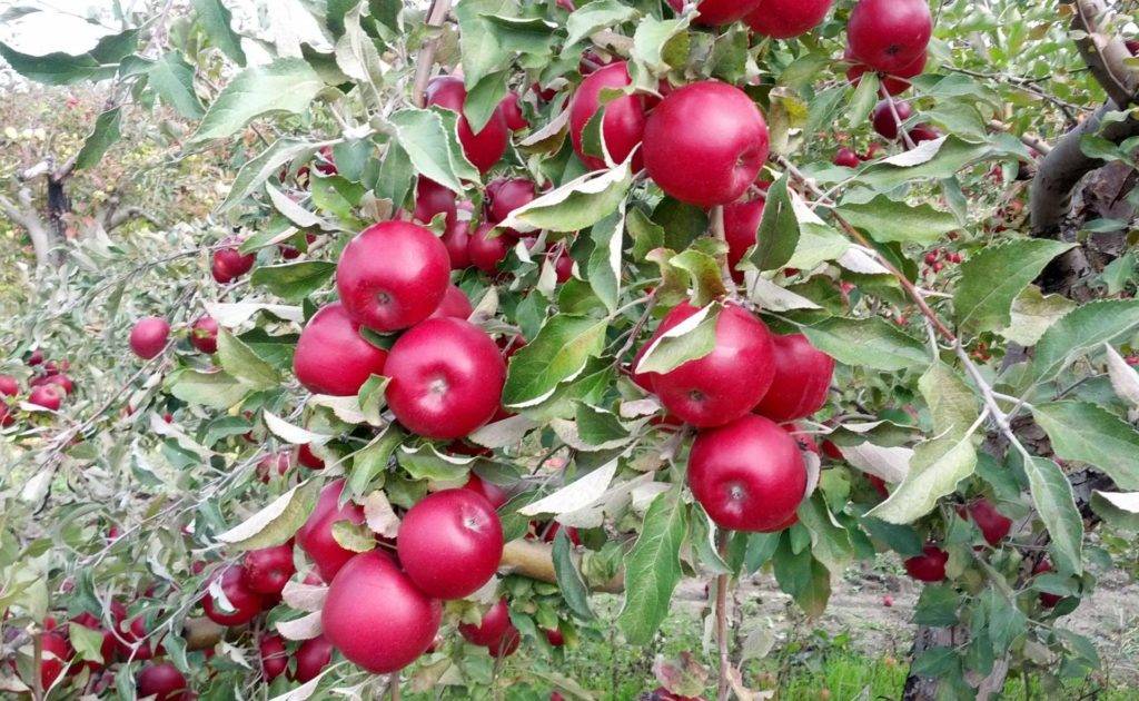 Описание ухода за летней зимостойкой яблоней старкримсон