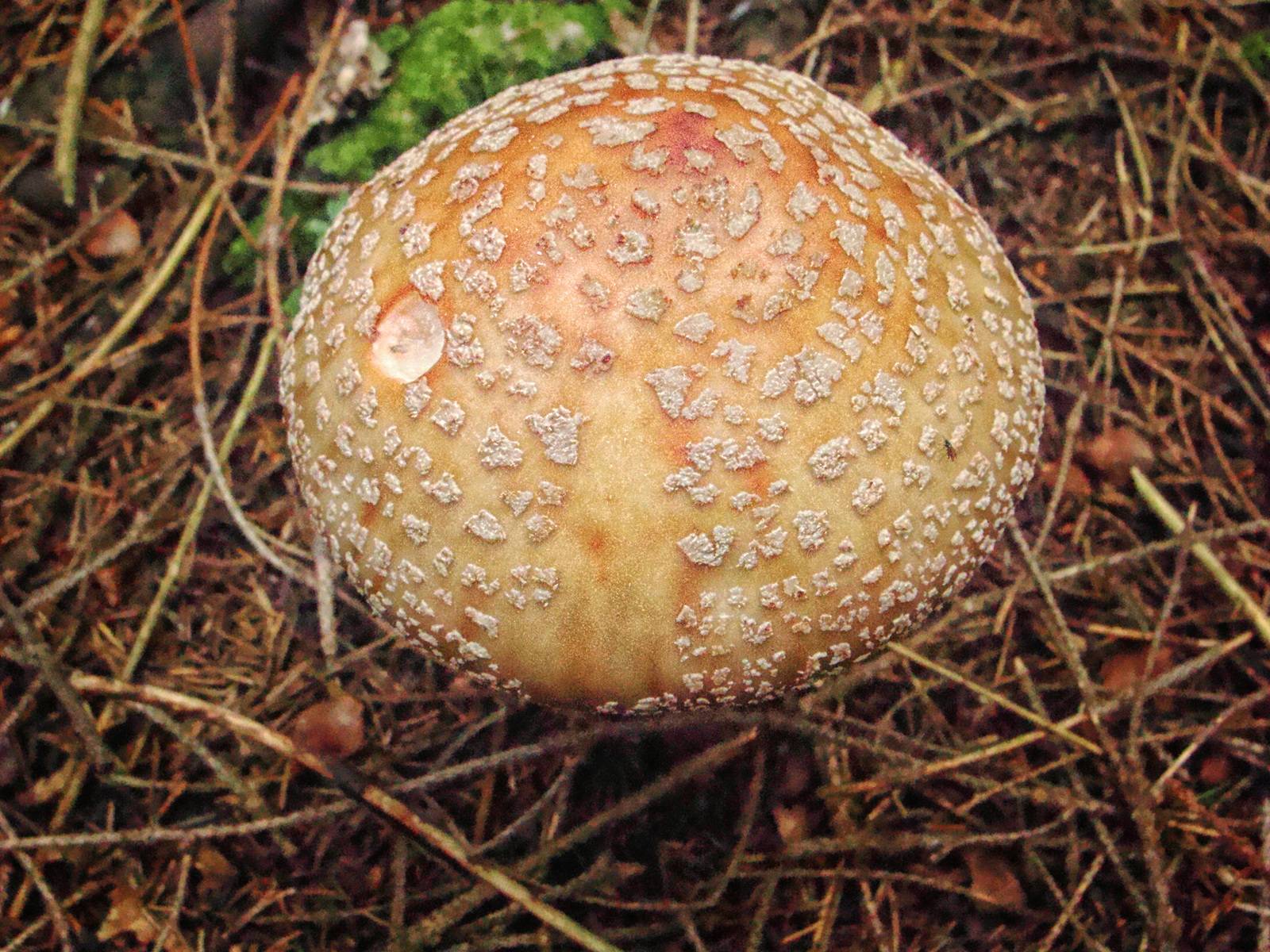 Мухомор серо-розовый: съедобный гриб, фото, описание