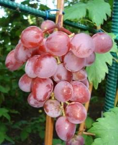 Виктория – популярный холодоустойчивый виноград. внешний вид кустов и урожая, плюсы, минусы, правила ухода