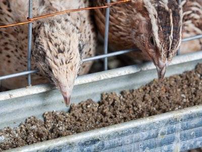 Чем кормить цесарок в домашних условиях: особенности рациона птиц