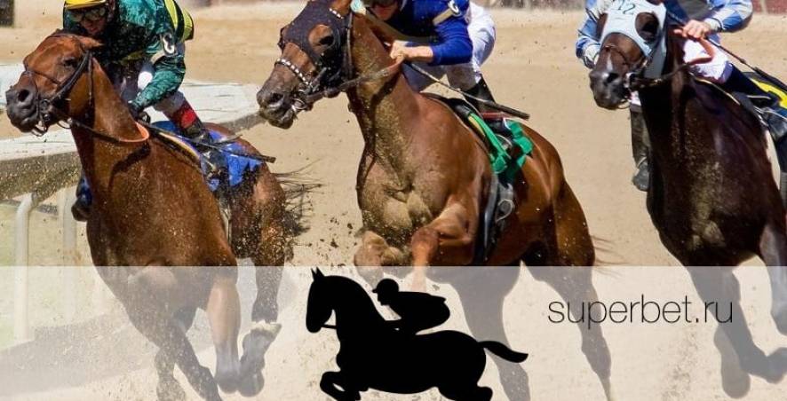 Конный спорт - разновидности конного спорта, интересные факты