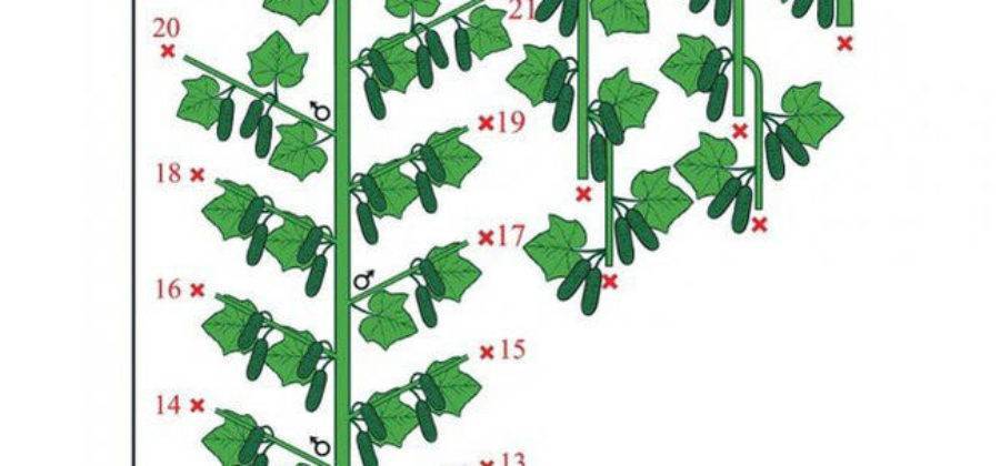 Как формировать огурцы в теплице пошаговое
