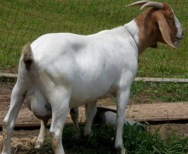 Бурские козы – характеристика мясной породы 2021