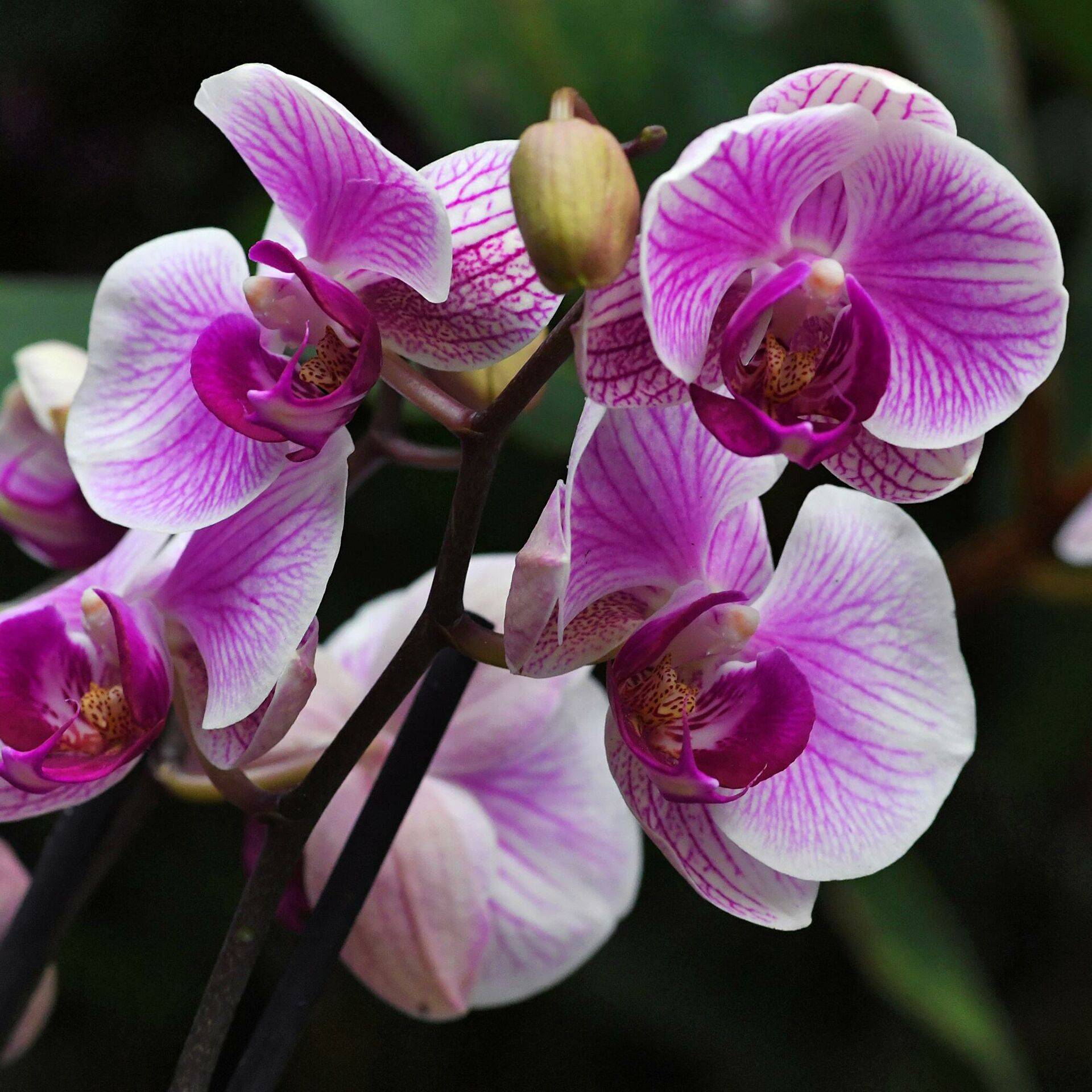 Как и где растет орхидея, может ли расти в земле, сколько и как быстро выпускает соцветий, а также в чем особенность содержания в домашних условиях?