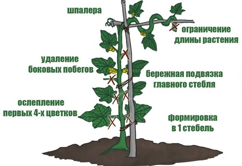 Как правильно пасынковать огурцы в теплице: особенности и способы формировки