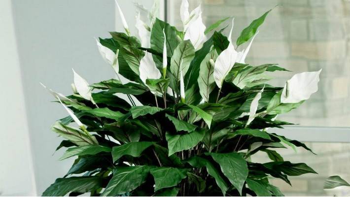 Почему у спатифиллума сохнут листья и их кончики? какой уход нужен растению в домашних условиях?