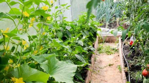 Можно ли выращивать огурцы и помидоры вместе в одной теплице из поликарбоната