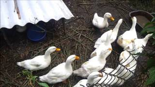 Благоварская утка: описание породы и правила выращивания