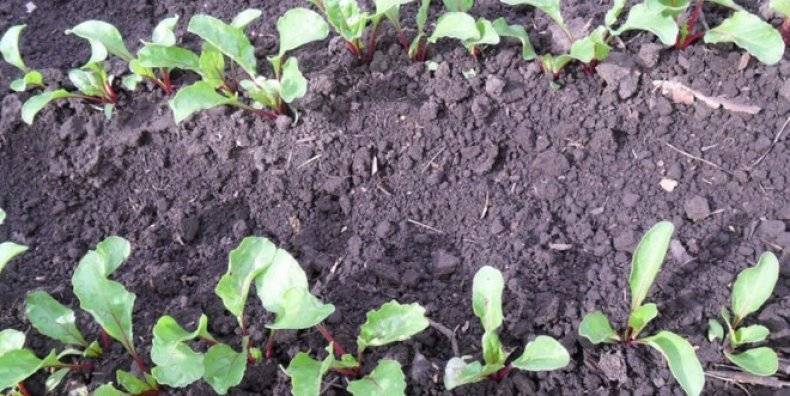 Посадка и выращивание свеклы в отрытом грунте – когда сеять и как правильно ухаживать за свеклой