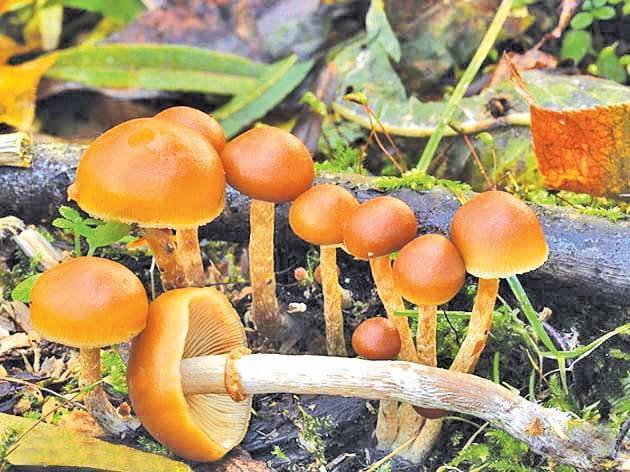 Пластинчатый гриб похожий на белый гриб. пластинчатые грибы: фото съедобных с описанием