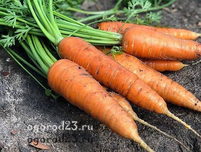 Когда сеять морковь в открытый грунт весной