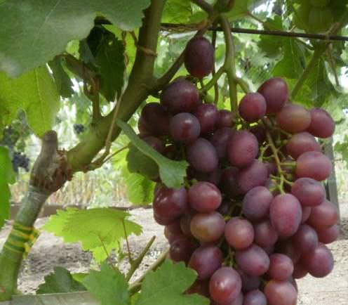 Виноград памяти учителя - мир винограда - сайт для виноградарей и виноделов