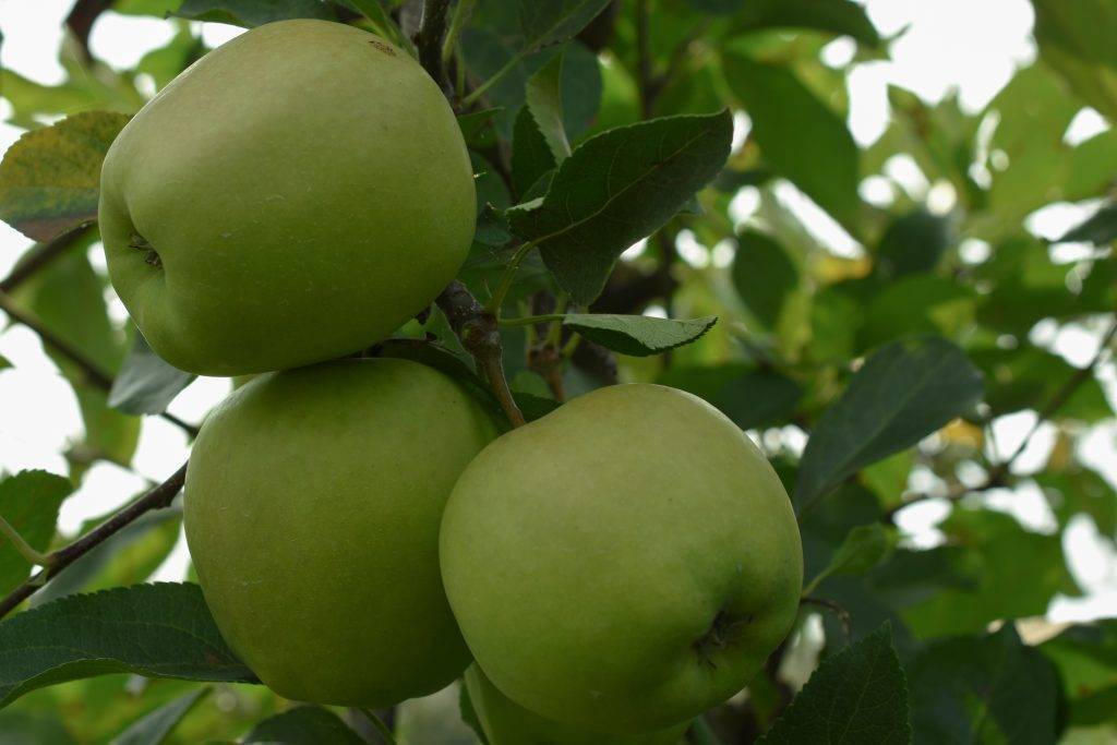 Яблоки голден фото и характеристика: достоинства и недостатки сорта