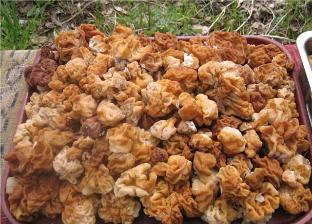 Особенности строчка: съедобен гриб или нет, как правильно приготовить, в чем его отличия от сморчка