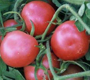 Сорта помидор устойчивые к фитофторозу украина - сам себе сад