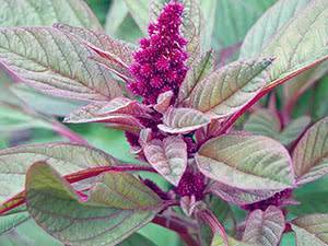 Цветок Амарант – специфика выращивания из семян, посадка и уход