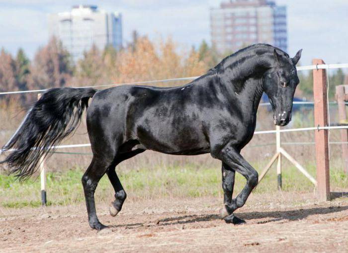Карачаевские лошади: история, экстерьер, особенности характера, уход, интересные факты