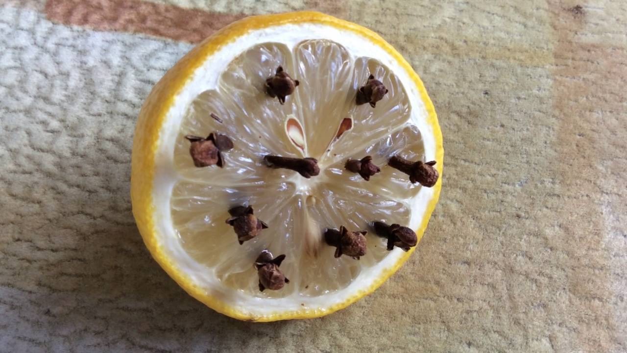 Гвоздика от комаров: отзывы о применении гвоздичного масла с лимоном, как применять