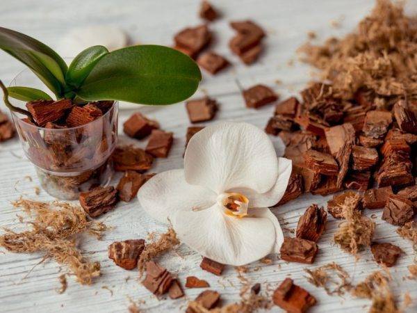 Грунт для орхидеи: состав и приготовление своими руками