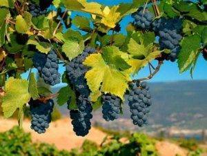 Виноград «мерло» описание особенностей сорта с отзывами и фото урожая