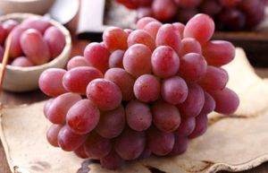 Виноград виктор: описание сорта, уход и выращивание, отзывы