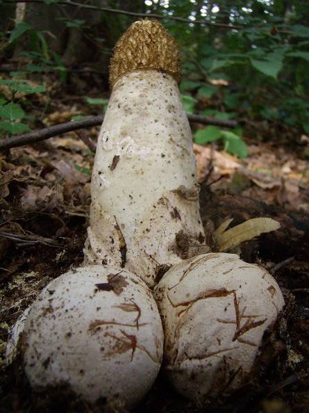 Лечебные свойства и описание гриба веселка (+16 фото)