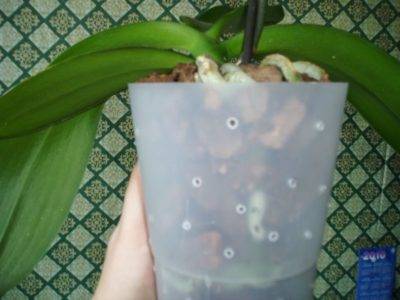 Как выращивать орхидею без грунта в стеклянном горшке