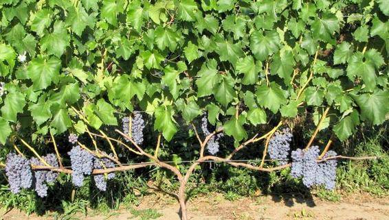 Сорт винограда кишмиш «юпитер»: описание и отзывы, много фото