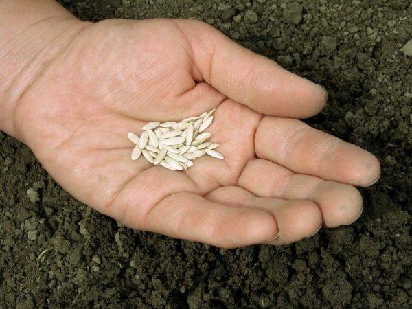Как вырастить рассаду огурцов: правила подготовки и посева семян