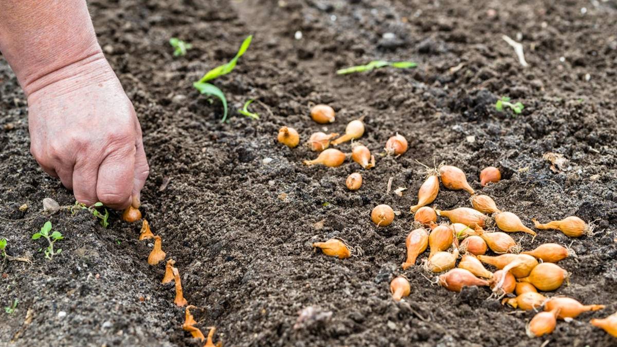 Как вырастить лук севок из семян 2 простых способа