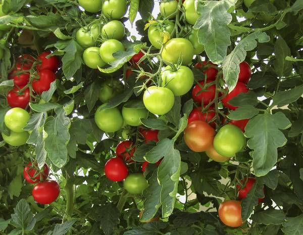 Опрыскивание томатов: чем опрыскать и опрыскивать помидоры от болезней и вредителей