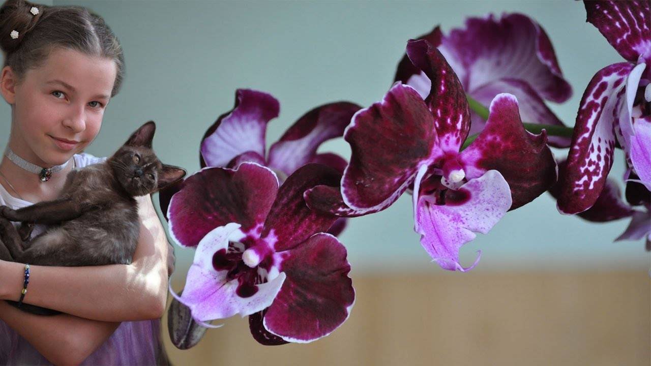 Многообразие сортов орхидеи фаленопсис. каталог с названиями и фото