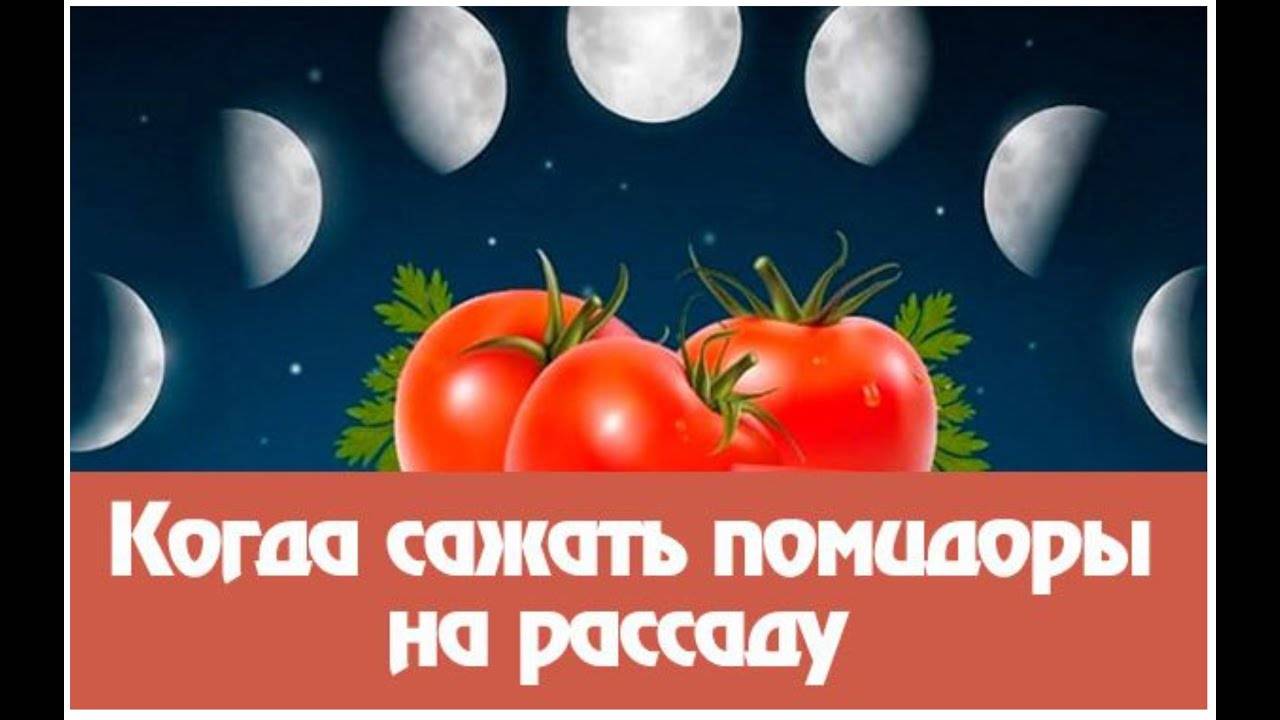 Сроки посадки помидор на рассаду в 2021 году в средней полосе россии: таблица благоприятных дней посева в открытый грунт и в теплицу