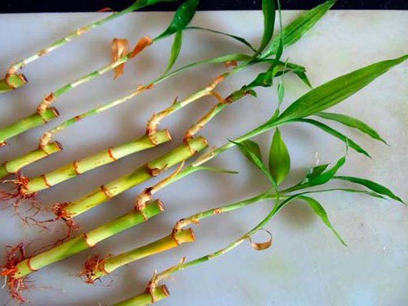 Как правильно выращивать комнатный бамбук из отростка