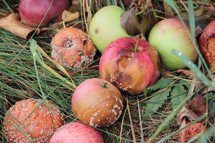 Почему опадают яблоки с яблонь в июне: раньше времени падают