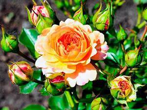 Роза флорибунда — что это такое? сорта, уход и выращивание