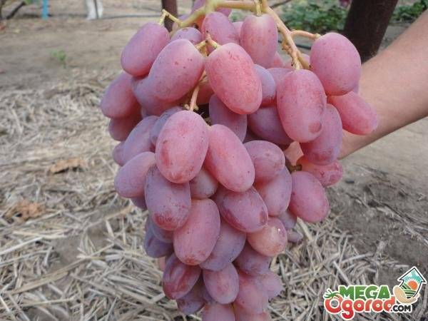 Виноград виктор, описание сорта