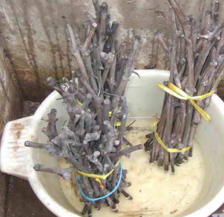 Как сохранить черенки винограда до весны - заготовка и хранение черенков