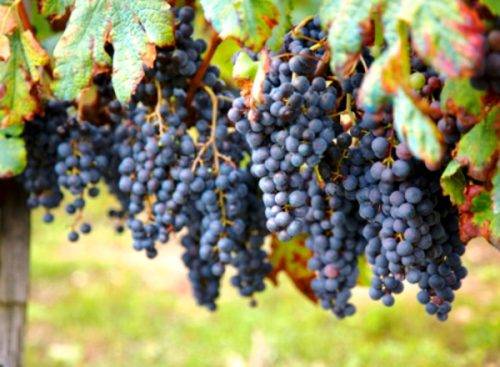 Виноград сувенир – описание сорта, фото, отзывы о вкусе и пользе ягоды