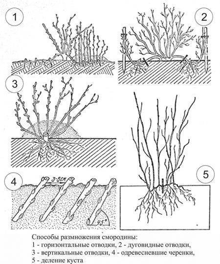 Как черенковать смородину весной в банке с водой