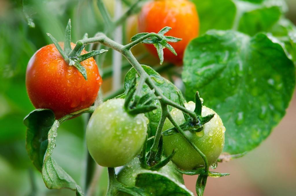 Спасатель для томатов 3 в 1: отзывы, инструкция по применению, когда обрабатывать