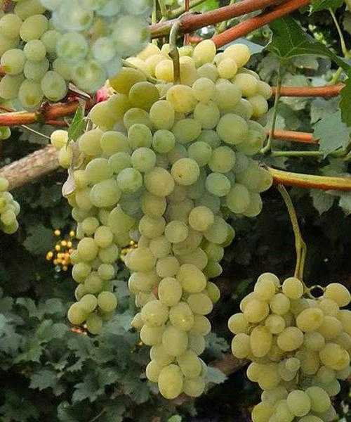 Стабильный и неприхотливый: сорт винограда белое чудо