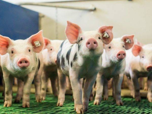 Подстилка для свиней: как выбрать глубокую теплую подстилку? особенности несменяемых, ферментационных и биоподстилок с бактериями