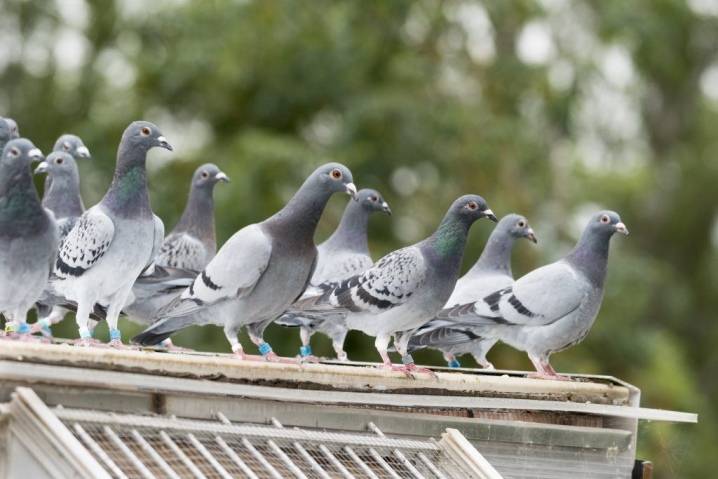 Домашние голуби: содержание, воспитание и дрессировка голубей (90 фото + видео)