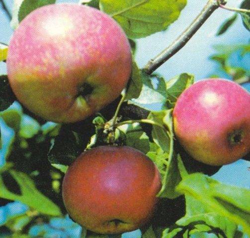 Яблоня краса свердловска: описание, фото, отзывы