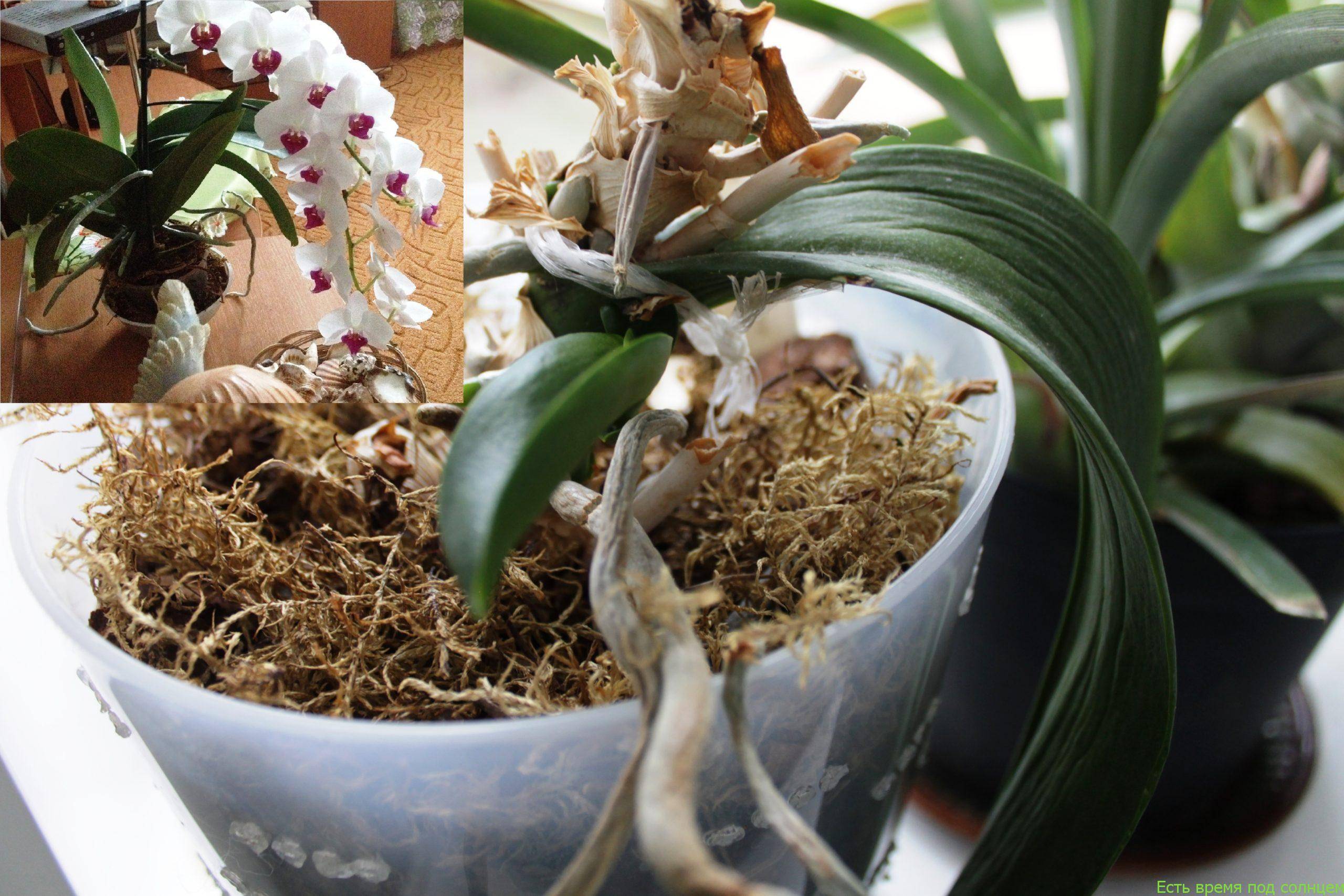 У орхидеи опали цветы: почему такое случается, что делать, как спасти растение