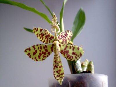 Необычная орхидея камбрия — ее подсорта, особенности ухода в домашних условиях