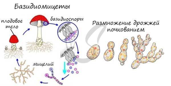 Одноклеточные и многоклеточные грибы – две половинки грибного царства - грибы собираем
