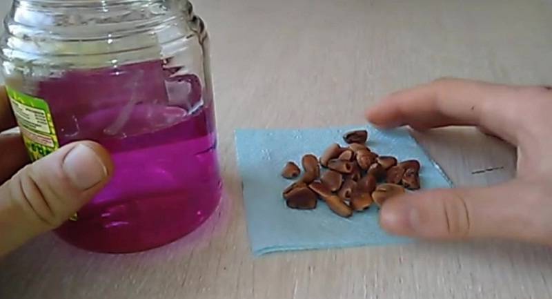 Как вырастить кедр из орешка в домашних условиях