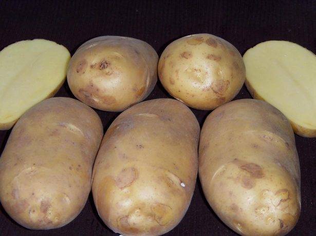 ✅ картофель сорта сильвана: ботаническое описание и характеристика, особенности выращивания и ухода, фото - tehnoyug.com